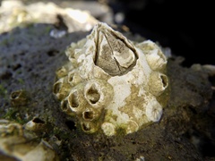 Chthamalus challengeri