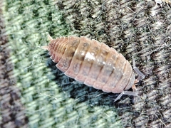 Proporcellio