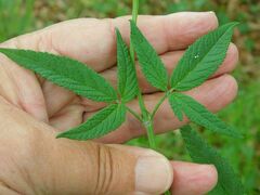 Cedronella canariensis