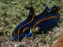 Philinopsis speciosa