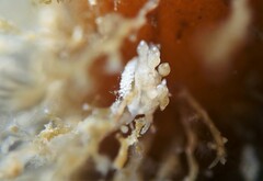 Eubranchus agrius