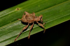 Eurychirus bituberculatus