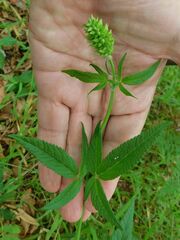 Cedronella canariensis
