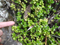 Peperomia urvilleana