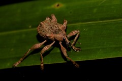 Eurychirus bituberculatus