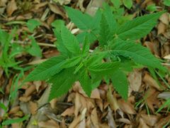 Cedronella canariensis