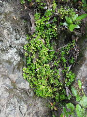 Peperomia urvilleana