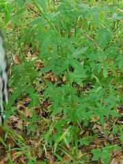 Cedronella canariensis