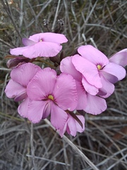 Gompholobium venustum