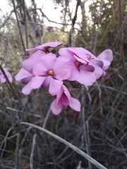 Gompholobium venustum