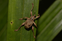 Eurychirus bituberculatus