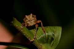 Eurychirus bituberculatus