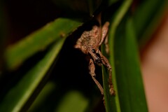 Eurychirus bituberculatus