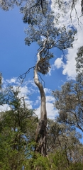 Eucalyptus viminalis viminalis