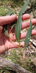 Eucalyptus viminalis viminalis