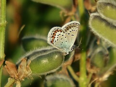 Plebejus argus