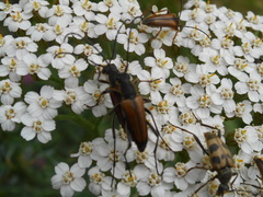 Alosterna tabacicolor