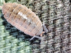 Proporcellio