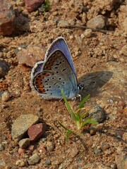 Plebejus argus