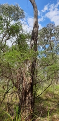 Eucalyptus viminalis viminalis
