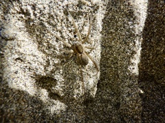 Pardosa pseudoannulata