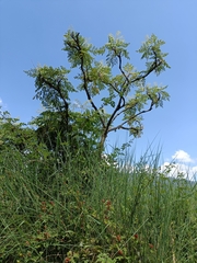 Aralia