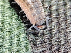 Proporcellio