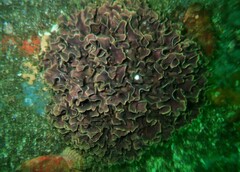 Steginoporella chartacea