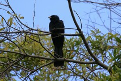 Eudynamys orientalis