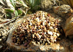 Microhodotermes viator