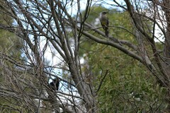 Eudynamys orientalis