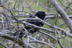 Eudynamys orientalis