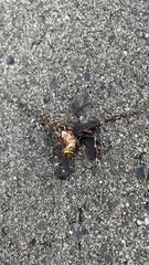 Argiope bruennichi
