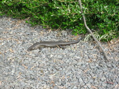 Egernia kingii