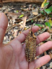 Flindersia bennettii