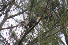 Eudynamys orientalis