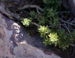 Ericameria cuneata