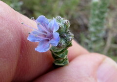 Lobostemon echioides