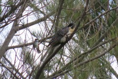 Eudynamys orientalis