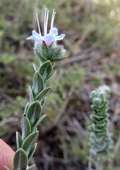 Lobostemon echioides