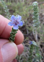 Lobostemon echioides