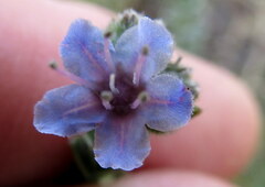 Lobostemon echioides