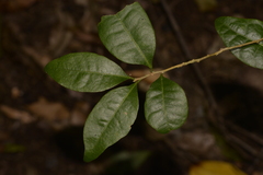 Cleistanthus cunninghamii