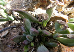 Curio crassulifolius