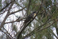 Eudynamys orientalis