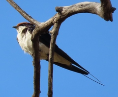 Hirundo smithii