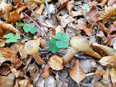 Armillaria cepistipes