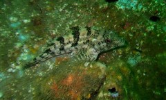 Chironemus marmoratus