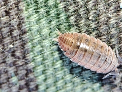 Proporcellio