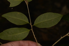 Cleistanthus cunninghamii